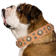 Dog Collar English Bulldog "Sophisticated Glamor" Artisan Dog Collar English Bulldog "Sophisticated Glamor" Artisan
