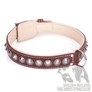 Dog Collar for English Bulldog of Nappa Lined Brown Leather "Cone"