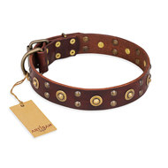 Dog Collar for English Bulldog FDT Artisan "Caprice of Fashion"