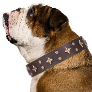 Dog Collar for English Bulldog "High Fashion" FDT Artisan