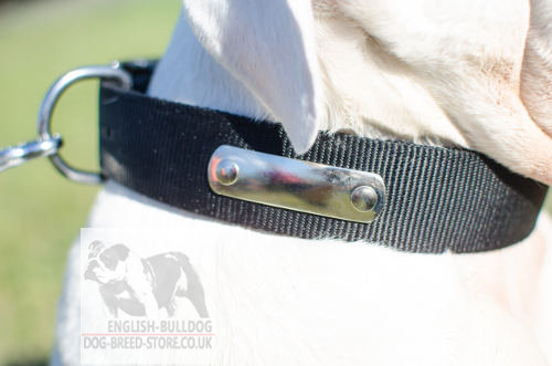 Personalized Dog Collar for Bulldog