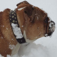 English Bulldog Leather Collar with Nickel Spikes & Brass Studs