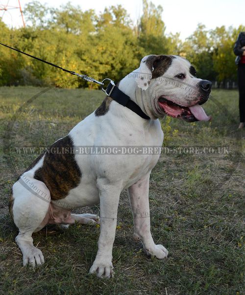 Bulldog Collar