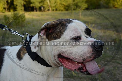 Best Dog Collar for Bulldog