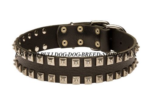 Studded Dog Collar