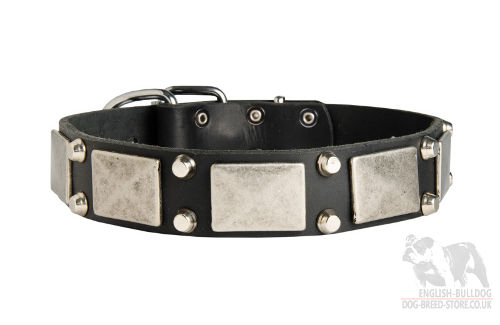 French Bulldog Collars UK