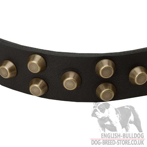 Studded Dog Collar