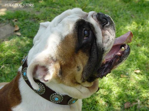 Brown Leather Dog Collar