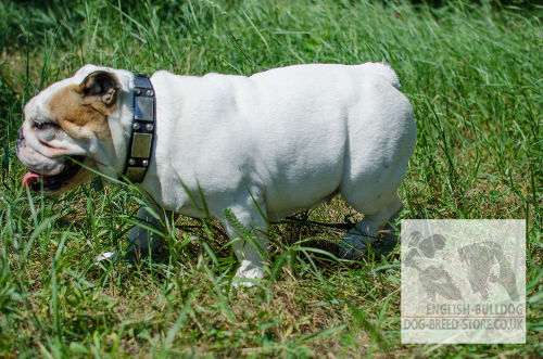 Bulldog Collar