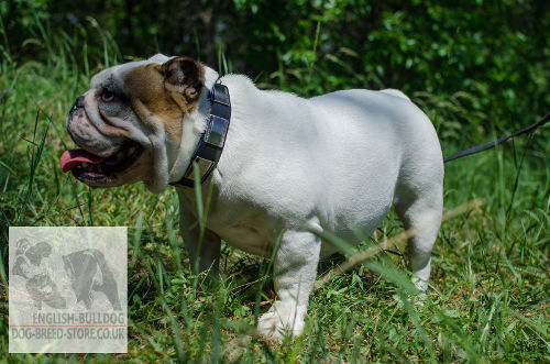 Bulldog Collar