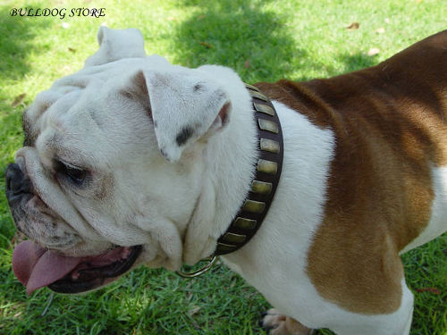 Bulldog Collar