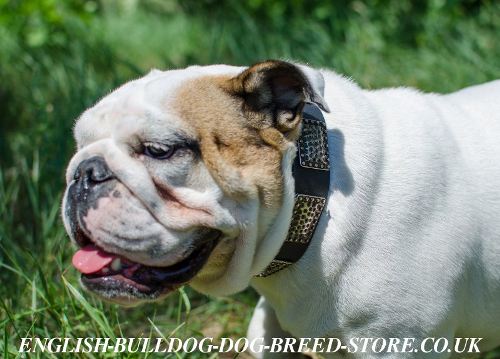 Bulldog Collar