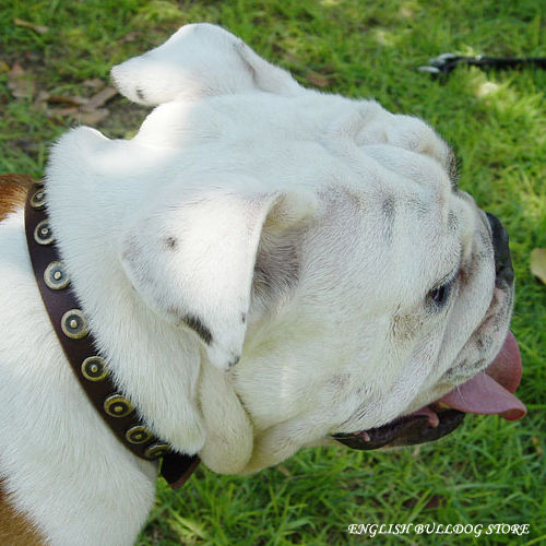 Best Collar for English Bulldog