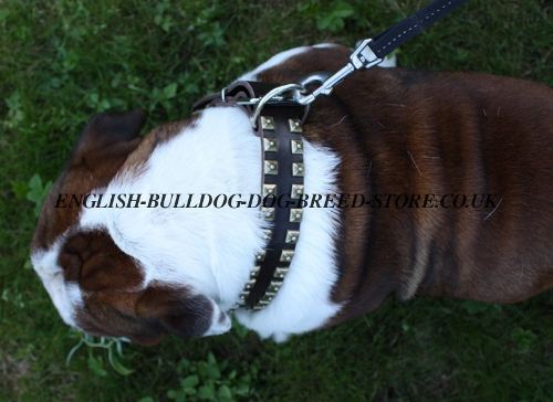 Dog Collar for Sale