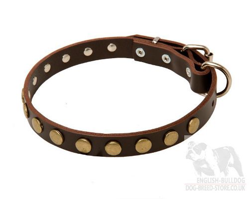 Small Dog Collar