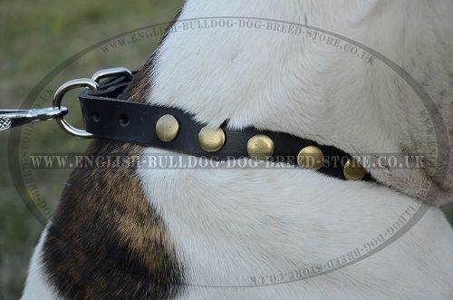 Studded Dog Collar