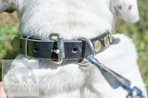 Bulldog Collar