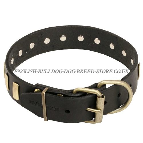 Dog Collar UK