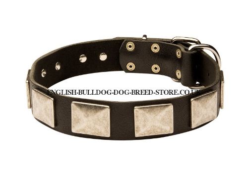 Large Dog Collar