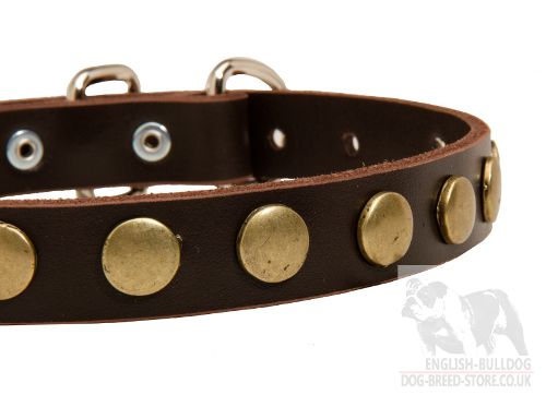 Studded Dog Collar