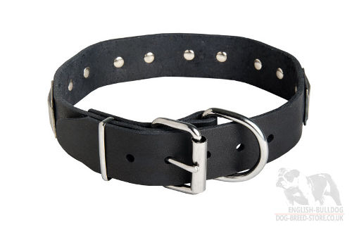 New Dog Collar for Bullmastiff UK