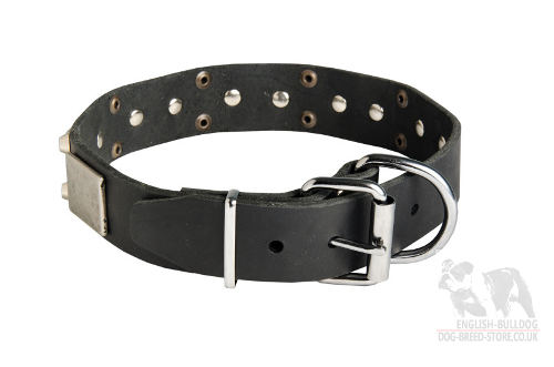 Stylish Dog Collar