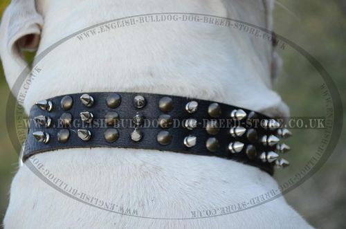 Fashion Dog Collar