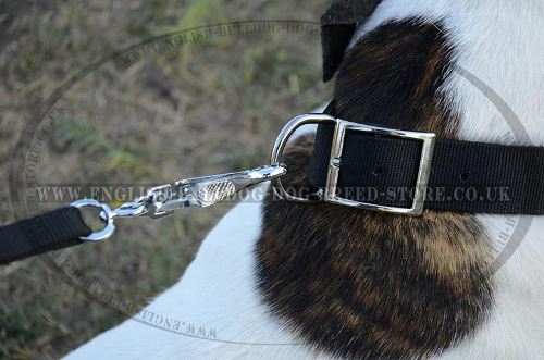 Dog Collar Belt Buckle