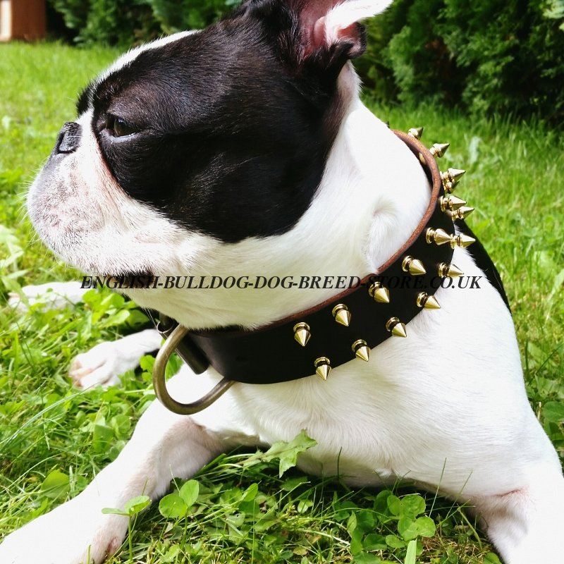 Boston Terrier Collar with Brass Spikes £45.90