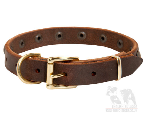 Studded Dog Collar for Bulldog Puppy