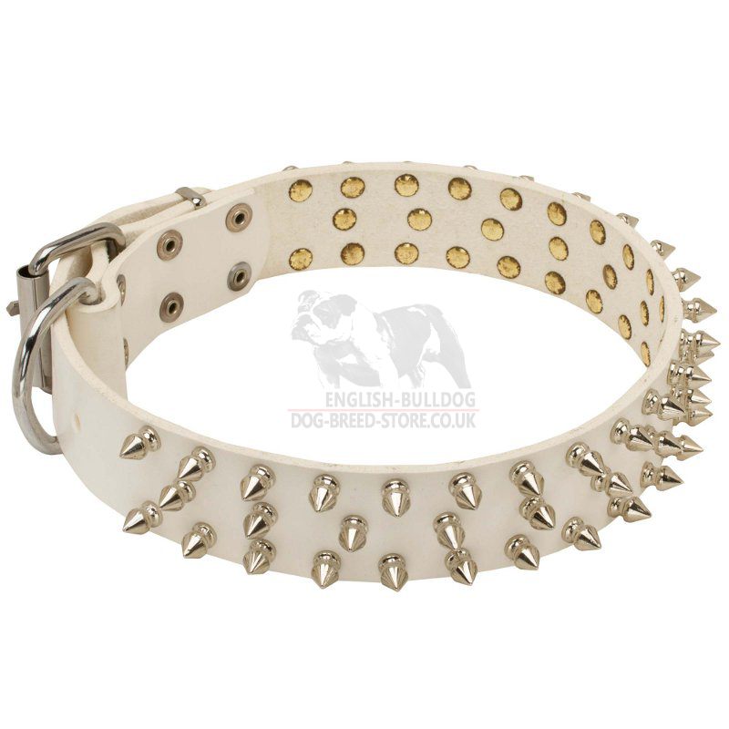 Spiked Dog Collar for Bulldogs, White Leather, Barbs in 3 Rows £56.00