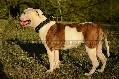 American Bulldog Collars