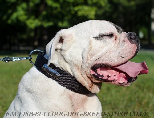 Dog Collar with Nameplate