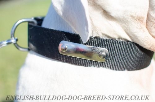 Dog Collar and Name Plate