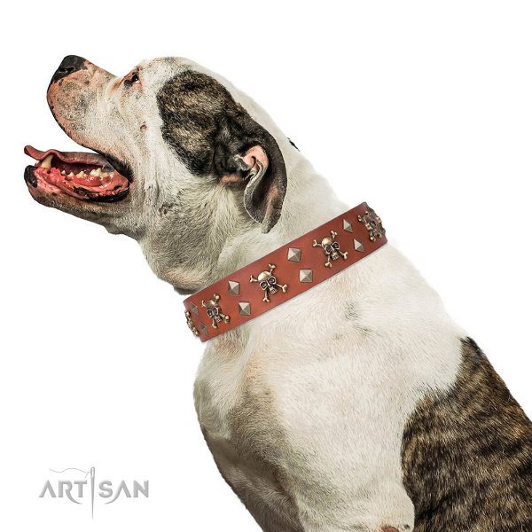 American Bulldog Collar UK