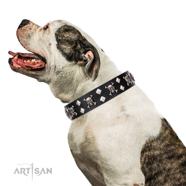 American Bulldog Collar UK