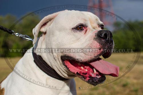 Best English Bulldog Collar