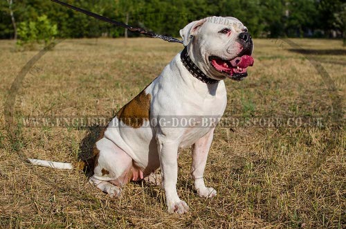 American Bulldog Collar UK