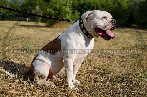 American Bulldog Collar UK