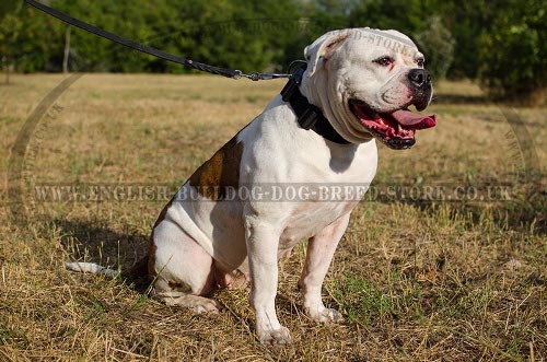 American Bulldog Collar UK