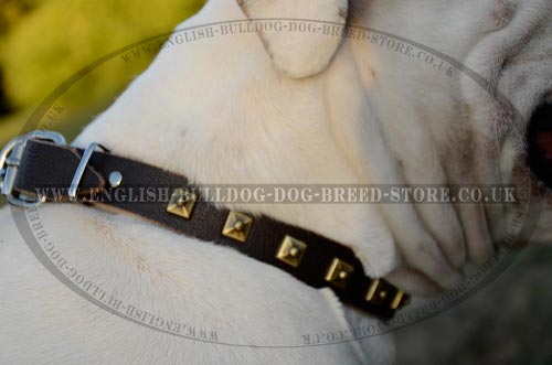 American Bulldog Collar UK