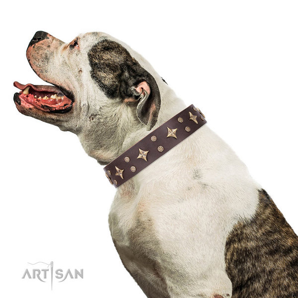 American Bulldog Collars for Sale