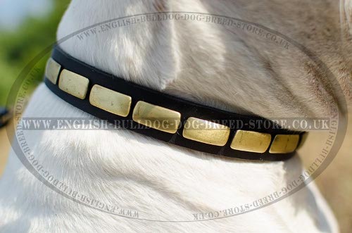 American Bulldog Collars for Sale