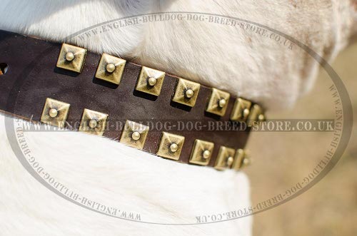 American Bulldog Collars for Sale