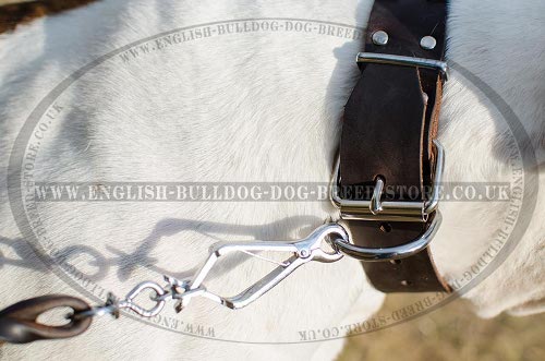 American Bulldog Collars for Sale