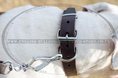 American Bulldog Collars for Sale