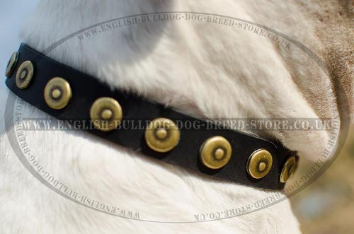 American Bulldog Collars for Sale