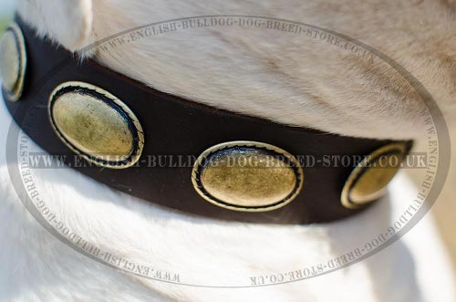 American Bulldog Collars for Sale