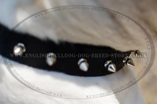 American Bulldog Collars for Sale