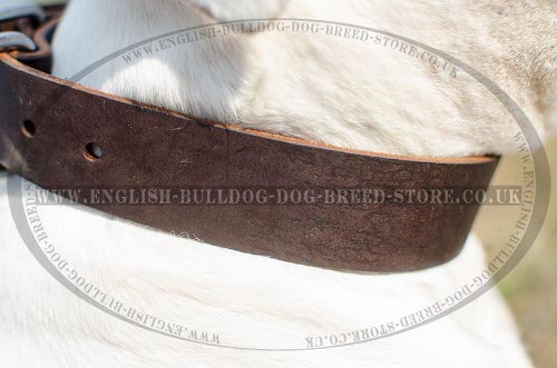 American Bulldog Collars for Sale